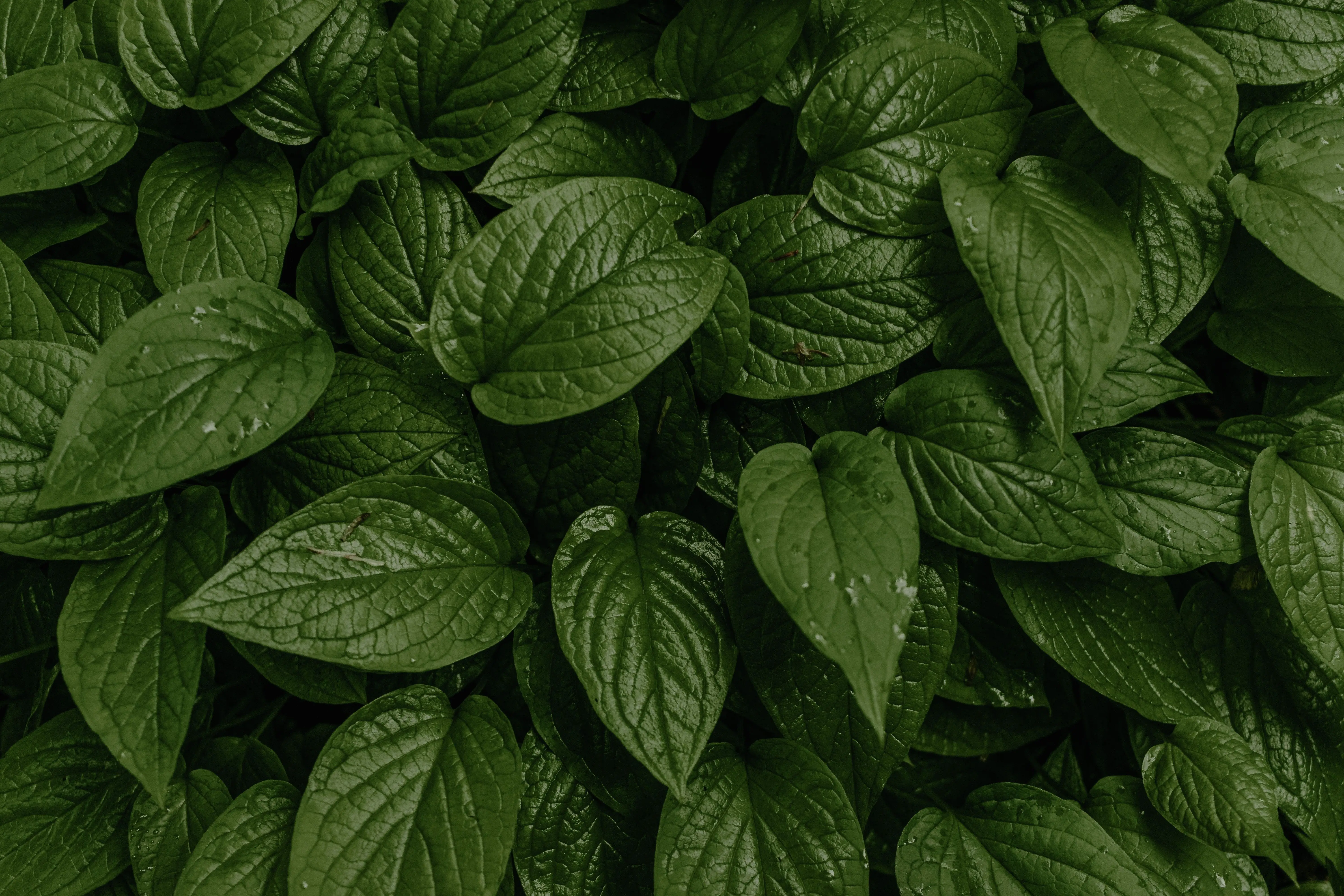 Horny Goat Weed Extract (Icariin)